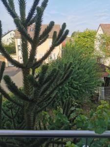 a pine tree in front of a house at Schöne Ferienwohnung Wetzlar in Wetzlar