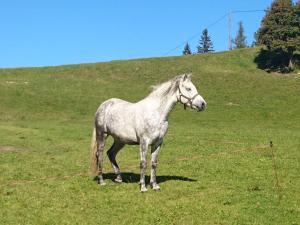 Altri animali domestici presso l'agriturismo o nei dintorni