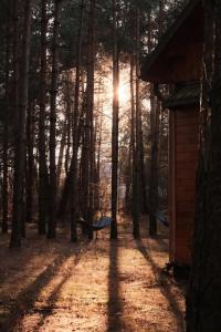 Eine Hängematte im Wald, durch deren Bäume die Sonne scheint. in der Unterkunft Marusia in Wajków
