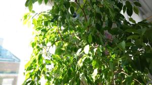 a tree with green leaves in front of a window at La Dolce Sosta in Venice