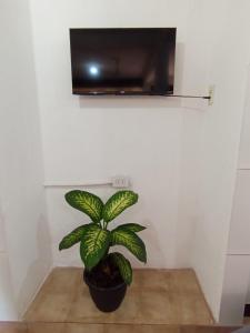 a plant in a pot sitting on a floor under a tv at Casa jardin 2 in Jardín América