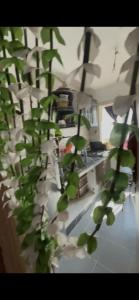 a room with a kitchen with a plant at Tanger in Tangier