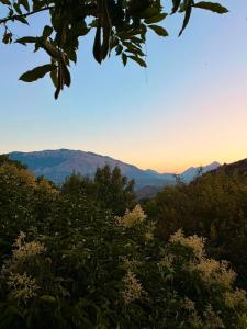 a field of plants with mountains in the background at La Manna di Zabbra in Pollina
