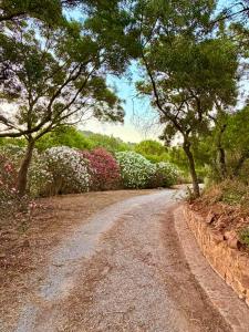 a dirt road with flowering bushes and trees at La Manna di Zabbra in Pollina