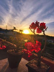 two potted plants with the sunset in the background at Casa Refúgio na Serra, Tianguá in Tianguá