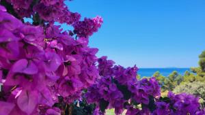 a bunch of purple flowers on a tree at Apartman Arijeta Korčula in Smokvica