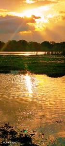a sunset over a body of water with ducks in the water at Freedom Life Yala in Tissamaharama