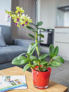 a plant in a red pot on a table at Bantlehof in Niedereschach +2 photos