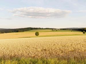 a field of wheat with a tree in the middle at Bantlehof in Niedereschach