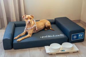 a brown dog laying on a blue couch at RVApartaments Quijote in L'Estartit
