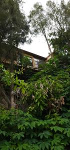 a house is obscured by bushes and trees at Hidden Cabin in Iringa