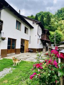 a dog standing in the yard of a house at Pensiunea Barsan in Vişeu de Sus