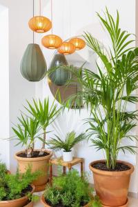 a group of plants in pots on a table at SOL by Meliá Cala d'Or Apartamentos in Cala d´Or