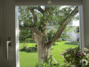 a window view of a tree in a yard at Apartment Am Apfelbaum in Reutlingen
