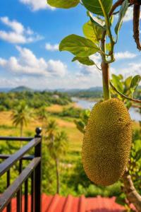 a durian hanging from a tree on a fence at The Don Dock Kandy in Kandy