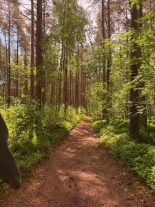 a dirt road in a forest with trees at Ligzdiņas in Bernāti +7 photos