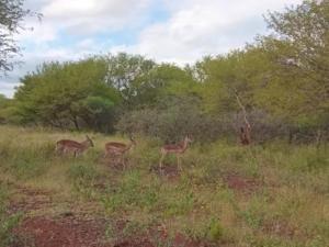 three deer standing in a field of grass at Red Rocks Accommodation in Northam