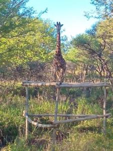 a giraffe standing on top of a wooden stand at Red Rocks Accommodation in Northam