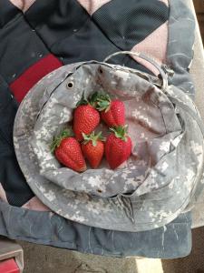 a group of strawberries sitting in a bag at Ak Bulak in Kurmenty
