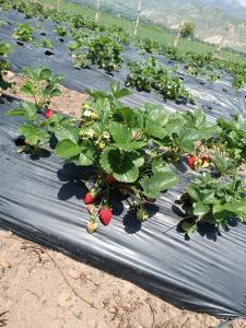 a row of strawberry plants in a field at Ak Bulak in Kurmenty