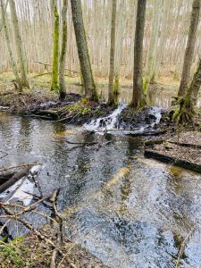 a stream of water in a forest with trees at Domek Nad Stawem in Miedzichowo +13 photos