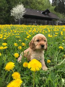 a brown dog laying in a field of flowers at UMUNDUM Hütte in Katsch Oberdorf