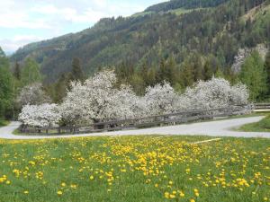 a group of white trees in a field of flowers at UMUNDUM Hütte in Katsch Oberdorf