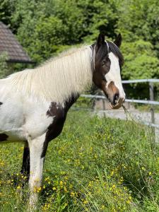 a brown and white horse standing in a field at UMUNDUM Hütte in Katsch Oberdorf