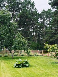 a yard with a fence and a plant in the grass at Liedagas in Kolka
