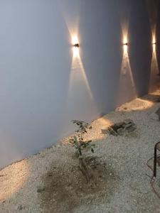 a plant in the middle of a room with lights at Galle subalbe in Pikine