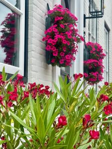 a bunch of pink flowers on the side of a building at De Witte Gans in Ootmarsum