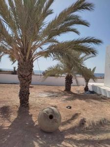 two palm trees and a vase on the beach at Dar saber in Sfax