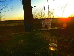 a glass of wine sitting in the grass next to a tree at Sundqvistens vinden in Emkarby +4 photos