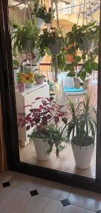 a display of potted plants in a window at apartamento cerca playa ,estación tren y garaje gratis in Segur de Calafell