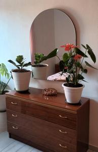 three potted plants on a dresser in front of a mirror at apartamento cerca playa ,estación tren y garaje gratis in Segur de Calafell +61 photos