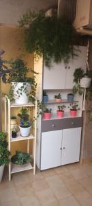 a bunch of potted plants on shelves in a room at apartamento cerca playa ,estación tren y garaje gratis in Segur de Calafell