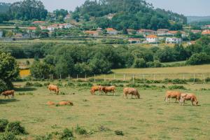 a herd of brown cows grazing in a field at Just Like Home - Casa Antonio em Paredes de Coura in Paredes de Coura