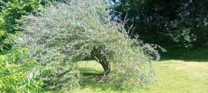 a tree with purple flowers in a garden at Retraitehuisje Westerwolde in Blijham +7 photos