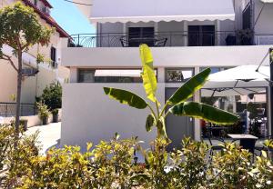 a banana tree in front of a building at Downtown apartment - Signature in Kamena Vourla