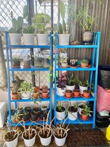 a blue shelf filled with lots of potted plants at Mindy s Home in Lien Nghiia