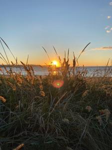 a sunset on the beach with tall grass at Båstad Ateljehus in Båstad +5 photos