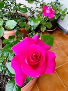 a pink rose in a pot next to other plants at 4 Seasons Island Suites Athens Airport in Markopoulo