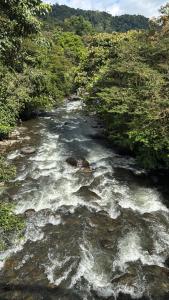 a river with rapids in the middle of a forest at Shua Kasi Mindo in Mindo