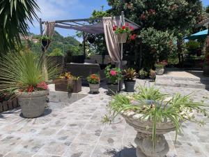 a bunch of potted plants in pots on a patio at maderedocevida in Boaventura