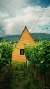 a building in the middle of a field of vines at ჰარმონია Harmony Cottage in Ambrolauri