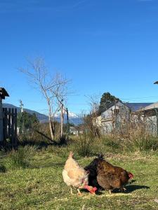 two chickens standing in the grass in a field at Casita Loica in Chaitén