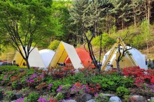 a group of tents in a field with flowers at Wonju Forest Dome in Wonju +14 photos