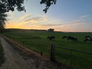 a herd of cows grazing in a field at Tim's Place in Groesbeek