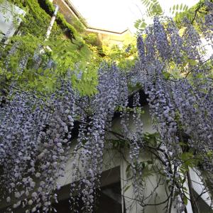 a bunch of wisterias hanging off the side of a building at Hotel Wiener Kindl in Vienna