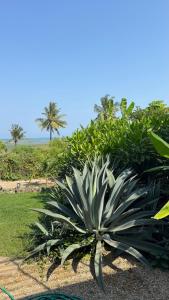 a large agave plant in a garden with palm trees at ZanziStar Beach Hotel in Mfumbwi
